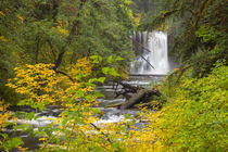 USA, Oregon, Silver Falls State Park, Upper North Falls, 65 feet by Danita Delimont