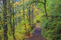 USA, Oregon, Silver Falls State Park, Trail by Danita Delimont