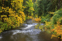 USA, Oregon, Silver Falls State Park, North Fork Silver Creek by Danita Delimont