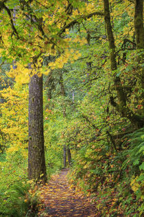 USA, Oregon, Silver Falls State Park, Trail by Danita Delimont