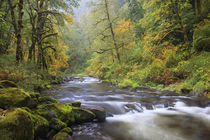 USA, Oregon, Columbia River Gorge, Tanner Creek by Danita Delimont