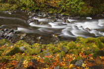 USA, Oregon, Columbia River Gorge, Tanner Creek von Danita Delimont