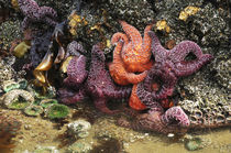 Tide Pool, Starfish and Sea Anemone, Cannon Beach, Pacific O... by Danita Delimont