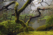 Japanese Maple, Winter, Portland Japanese Garden, Portland, ... by Danita Delimont