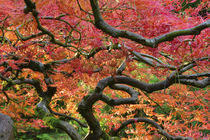 Japanese Maple with autumn foliage at Portland Japanese Gard... by Danita Delimont