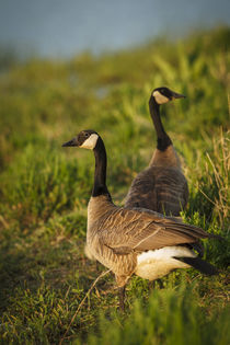 Canada Geese by Danita Delimont