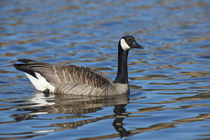 USA, Oregon, Baskett Slough National Wildlife Refuge, Canada Goose . by Danita Delimont