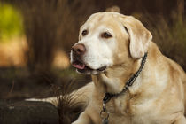 Labrador Retriever by Danita Delimont