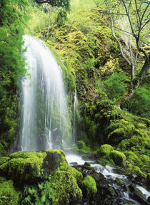 USA, Oregon, Colombia, Mt Hood National Forest, Columbia Riv... von Danita Delimont