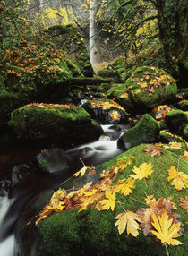 USA, Oregon, Columbia River Gorge, View of Elowah Falls at C... by Danita Delimont