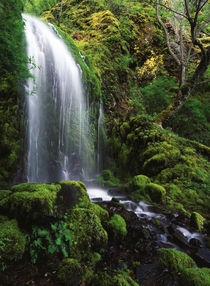 USA, Oregon, Columbia Gorge Scenic Area, Mt Hood National Fo... von Danita Delimont