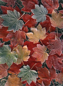 USA, Oregon, View of autumn maple leaves, close up by Danita Delimont
