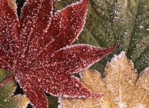 USA, Oregon, Frosted maple leaves, close-up by Danita Delimont