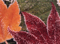 USA, Oregon, Close-up of frosted maple leaves by Danita Delimont