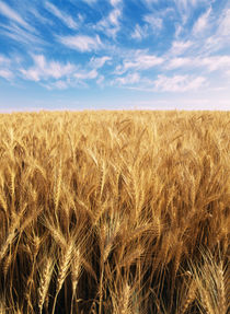 USA, Oregon, Eastern Oregon, View of wispy clouds above wheat field von Danita Delimont