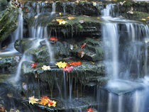 Small waterfall on Kitchen Creek, Ricketts Glen State Park, ... von Danita Delimont