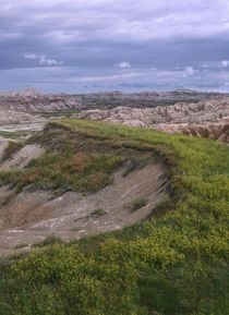 Wildflower cling to a ridge in Badlands National Park, South Dakota von Danita Delimont