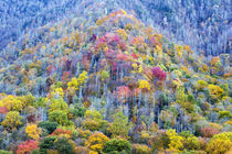 Tennessee, Great Smoky Mountains National Park, view along N... by Danita Delimont