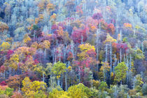 Tennessee, Great Smoky Mountains National Park, view along N... by Danita Delimont