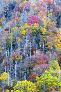 Tennessee, Great Smoky Mountains National Park, view along N... by Danita Delimont