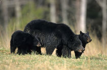 Black Bear female with cubs two, Great Smoky Mountains Natio... by Danita Delimont