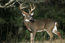 White-tailed Deer 8-point buck near woods Great Smoky Mounta... von Danita Delimont