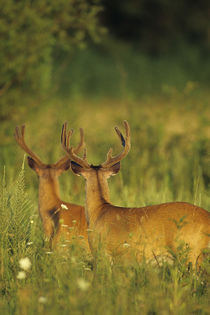 White-tailed Deer bucks in velvet, Tennessee von Danita Delimont