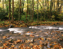 USA, Tennessee, Great Smoky Mountains National Park, River f... by Danita Delimont