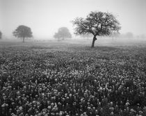 USA, Texas, Hill Country, View of Texas paintbrush and blueb... von Danita Delimont