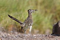 Greater Roadrunner in Texas by Danita Delimont