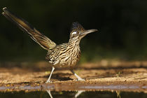 Greater Roadrunner in Texas by Danita Delimont