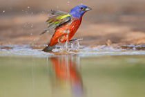 Painted Bunting adult male at a south Texas pond von Danita Delimont