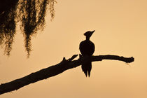 Piliated Woodpecker female perched on bald cypress, Caddo Lake, Texas by Danita Delimont