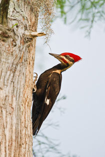 Piliated Woodpecker female perched on bald cypress, Caddo Lake, Texas von Danita Delimont