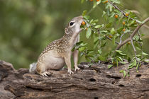Mexican Ground Squirrel feeding on granjeno fruits in south Texas by Danita Delimont
