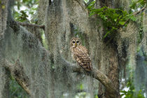 Barred Owl in bald cypress forest on Caddo Lake, Texas von Danita Delimont