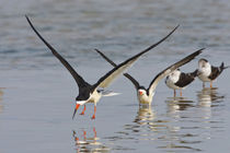 Black Skimmers on the Laguna Madre, Texas, spring by Danita Delimont