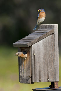 Eastern Bluebird at nest box feeding young, Texas hill country, May von Danita Delimont