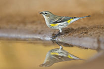 Yellow-rumped Warbler drinking and bathing at pond, Texas, USA. von Danita Delimont
