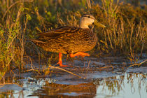 Mottled duck female walking in tidal marsh. von Danita Delimont