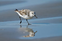 Sanderling feeding on wet beach. by Danita Delimont