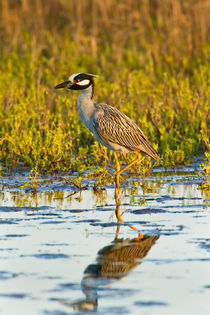 Yellow-crowned Night-heron wading in salt marsh. von Danita Delimont
