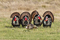 Wild Turkey males strutting von Danita Delimont