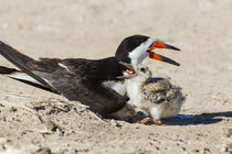 Black Skimmers at nesting colony von Danita Delimont