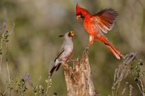 Northern Cardinal challenging Pyrrhuloxia for position on feeding log von Danita Delimont