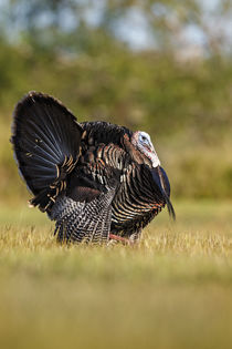 Wild Turkey male strutting von Danita Delimont