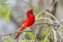 Northern Cardinal male Starr, Texas, USA. by Danita Delimont