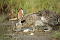 Black-tailed Jack Rabbit drinking at water, Starr County, Texas von Danita Delimont
