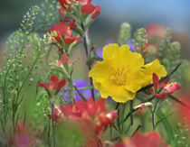 Missouri Primrose, Indian Paintbrush and Peppergrass, Texas by Danita Delimont