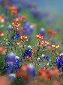 Texas paintbrushes and bluebonnets, Texas von Danita Delimont